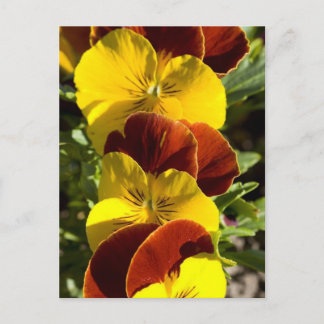 Pansies Postcard