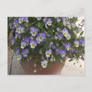 pansies postcard