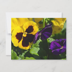 Pansies Postcard