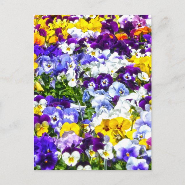 Pansies Postcard (Front)