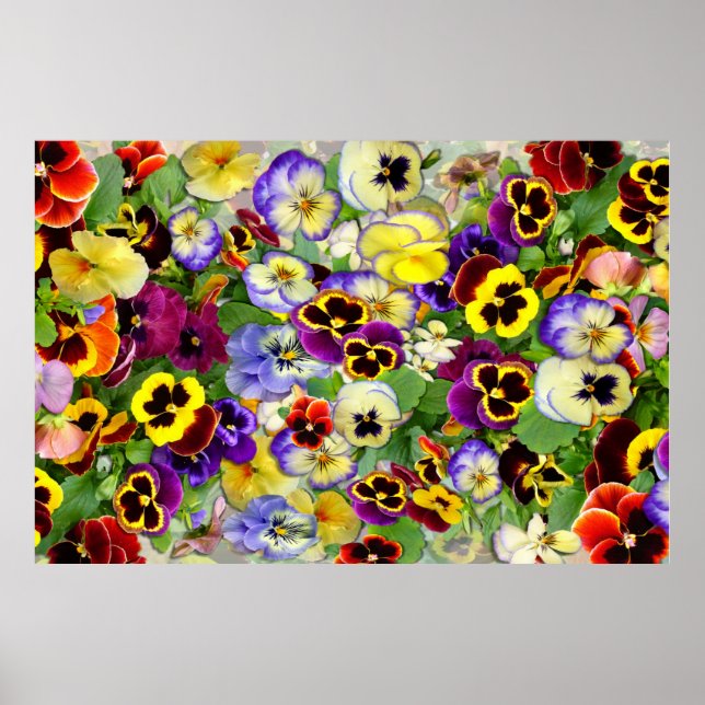 Pansies ~ Poster (Front)