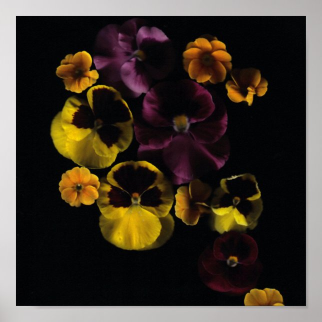 Pansies & Primroses Poster (Front)