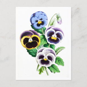 Pansies Vintage Botanical Postcard