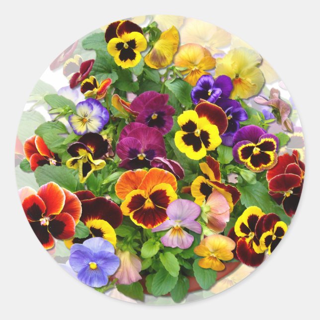 PANSY BEAUTY CLASSIC ROUND STICKER (Front)
