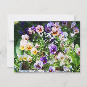 Pansy Bed  Card