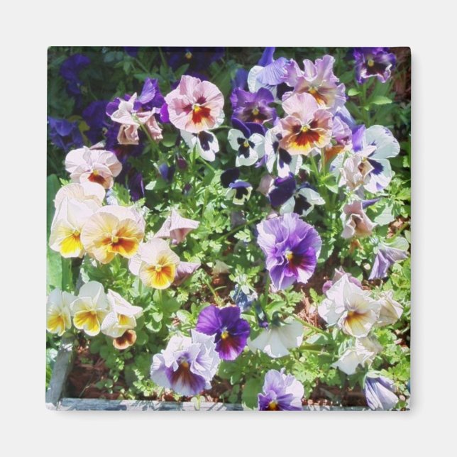 pansy bed magnet (Front)