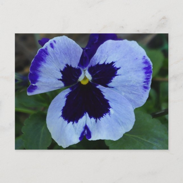 Pansy Bloom Postcard (Front)