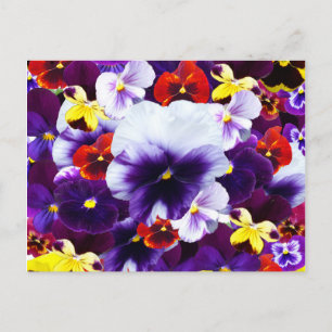 Pansy Celebration, Invitation Postcard