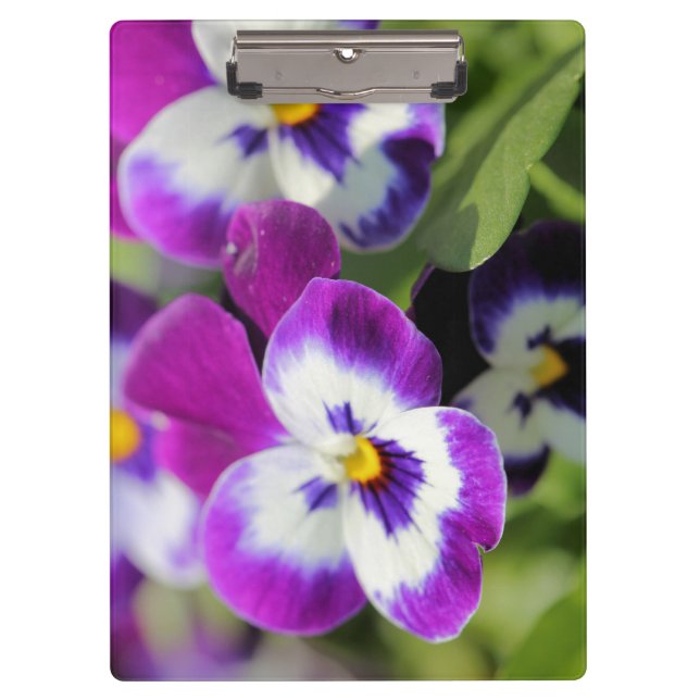 Pansy  clipboard (Front)