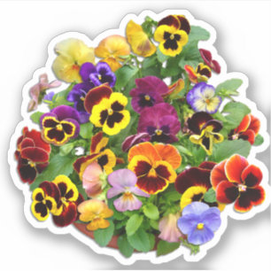 Pansy Display Custom-Cut Vinyl Sticker