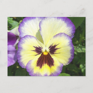 Pansy Flower Pictures Postcard