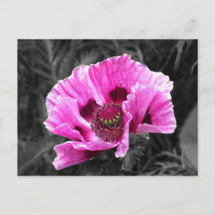 Pansy Flower Purple Colour Pop Postcard