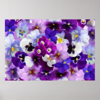 Pansy Flower Wallpaper Art
