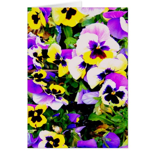 pansy flowers (Front)