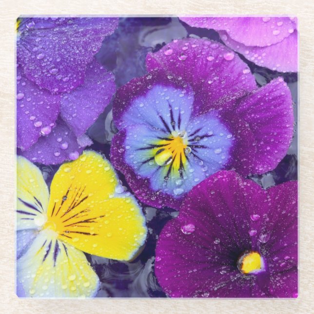 Pansy flowers floating in bird bath with dew glass coaster (Front)