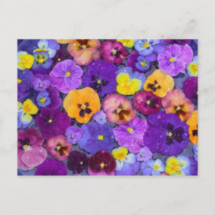 Pansy flowers floating in bird bath with dew postcard