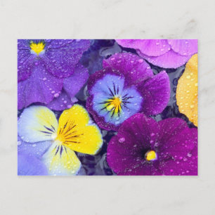 Pansy flowers floating in bird bath with dew postcard