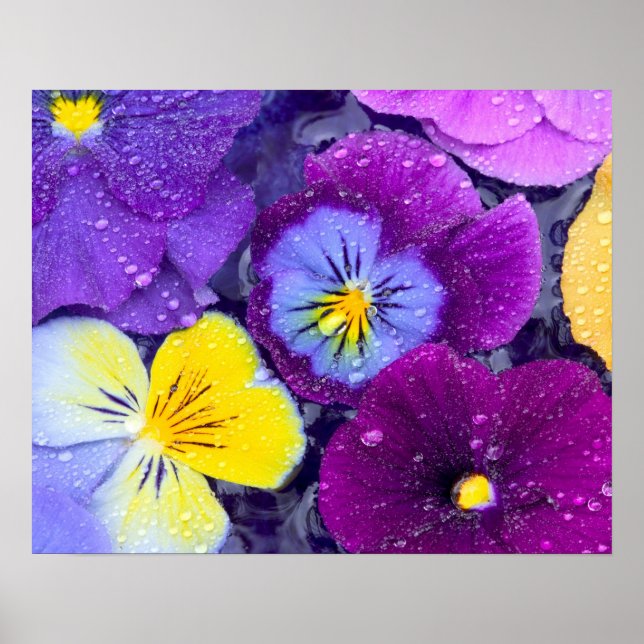 Pansy flowers floating in bird bath with dew poster (Front)