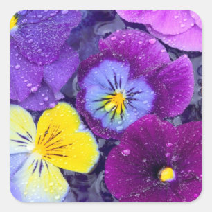 Pansy flowers floating in bird bath with dew square sticker
