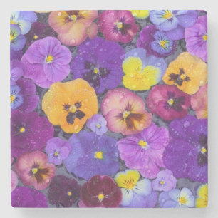 Pansy flowers floating in bird bath with dew stone coaster
