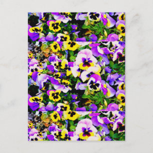 pansy flowers postcard