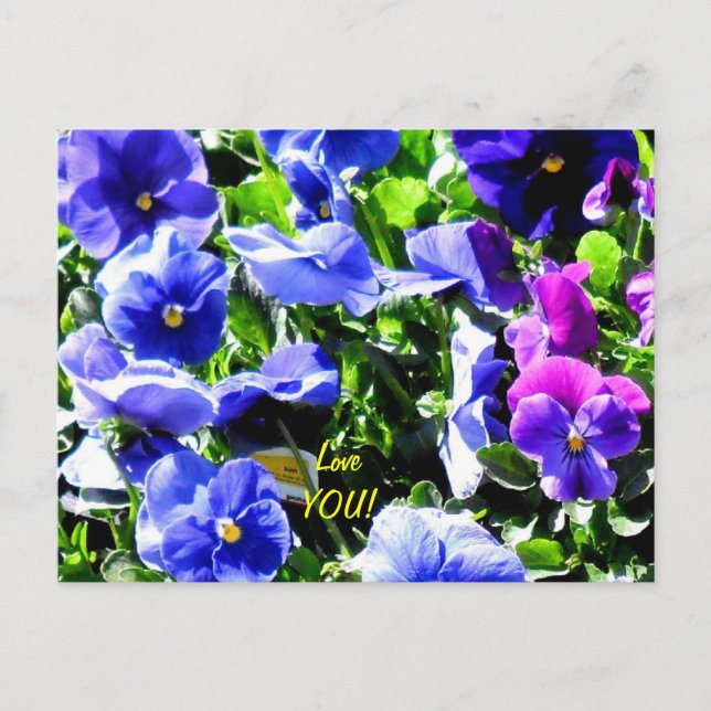 Pansy from Home Depot Postcard (Front)