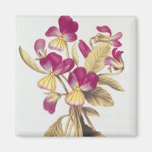 Pansy, from 'La Guirlande de Julie', c.1642 Magnet