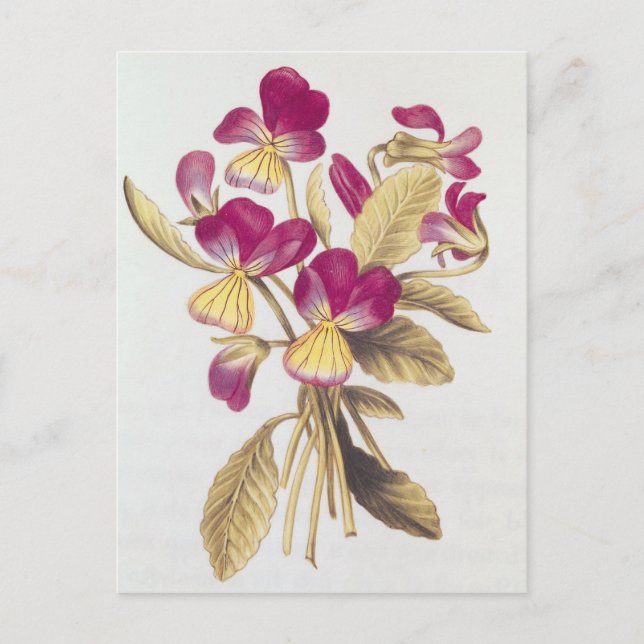 Pansy, from 'La Guirlande de Julie', c.1642 Postcard (Front)