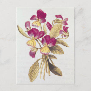 Pansy, from 'La Guirlande de Julie', c.1642 Postcard
