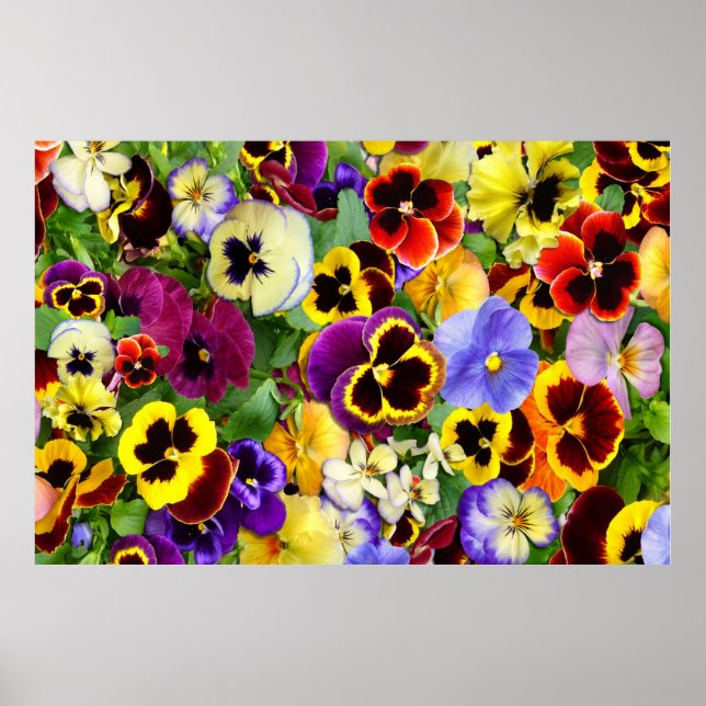 Pansy Glory ~ Poster (Front)