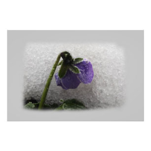 Pansy in snow photo print