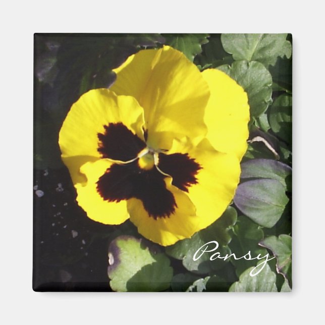 Pansy Magnet (Front)
