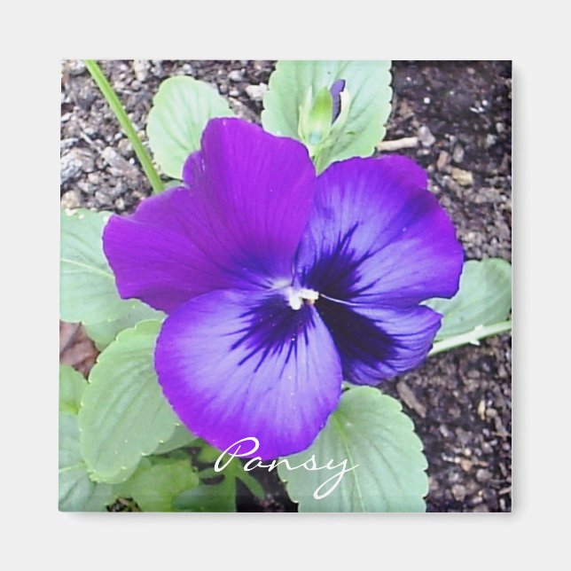 Pansy Magnet (Front)