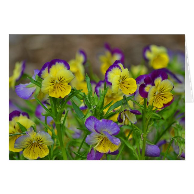 Pansy Notecard (Front Horizontal)