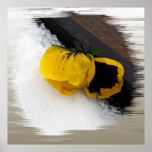 Pansy on snow poster