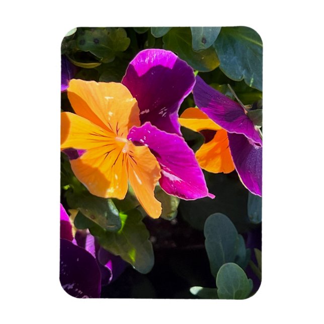 Pansy Orange and Purple Magnet (Vertical)
