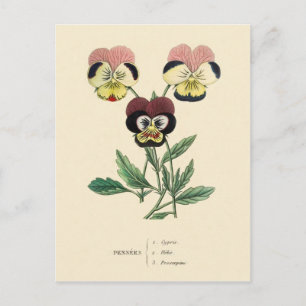 Pansy Pansies Flower Illustration Postcard
