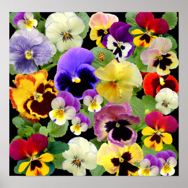 PANSY PATCHWORK ~ PRINT/POSTER POSTER (Front)