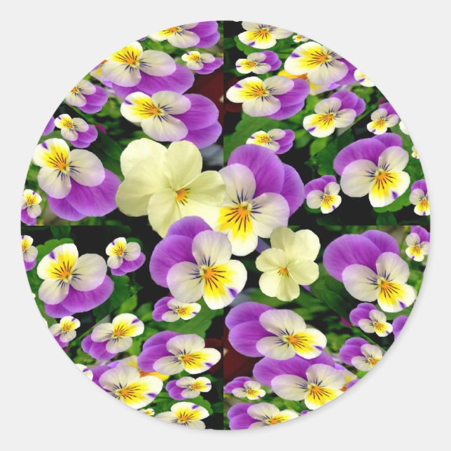 Pansy Perfect ~ Envelope Sealers/Stickers Classic Round Sticker (Front)