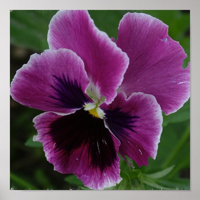 Pansy Picture Photo Print (Front)