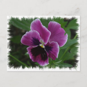 Pansy Pictures Postcard