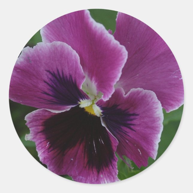 Pansy Pictures Sticker (Front)