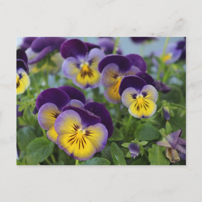 Pansy postcard (Front)