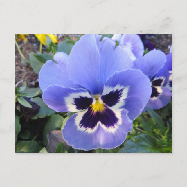 Pansy Postcard (Front)