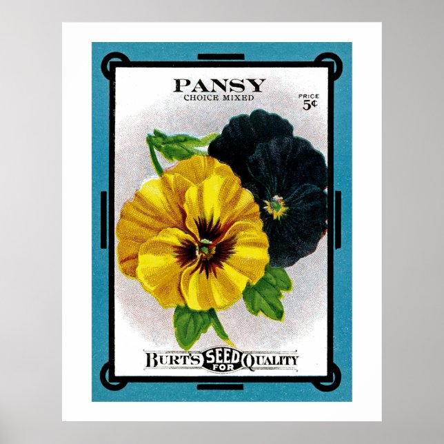 Pansy Poster (Front)