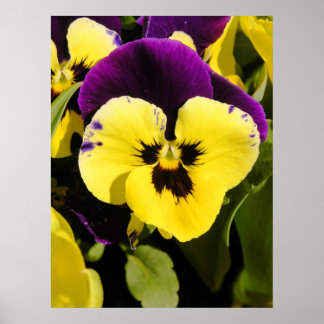 Pansy Poster