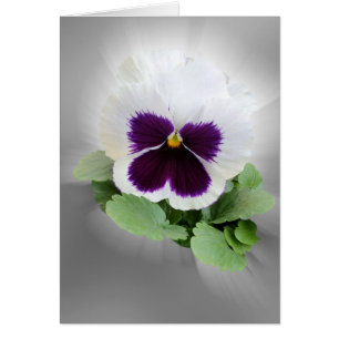 Pansy purple white