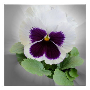 Pansy purple white poster