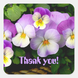 PANSY "Thank You!" Square Stickers