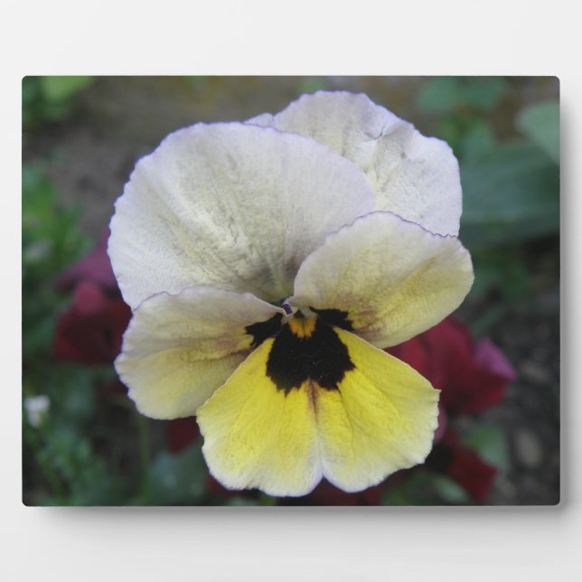 Pansy White and Yellow Plaque (Front)